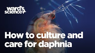 Caring and Culturing for Daphnia [upl. by Sivram]