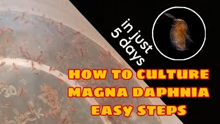 How to Culture Magna Daphnia Easily [upl. by Gris311]