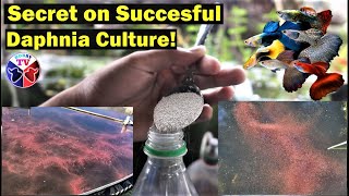 How to Culture Daphnia Successfully [upl. by Rothwell95]