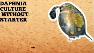 HOW TO CULTURE DAPHNIA NATURALLY WITHOUT A STARTER [upl. by Connell204]