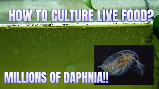 How to Culture Daphnia Secret Method to Breed MILLIONS  Simply Aquatic [upl. by Francene]