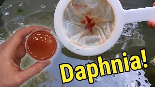 How I Culture Daphnia In Outdoor Tubs [upl. by Eivi]