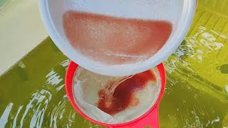 How to culture daphnia  Daphnia culture  How to grow daphnia outdoor [upl. by Wehttan987]