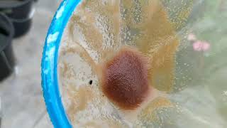 How to culture daphnia moina in a small container Part 1 English Subtitle [upl. by Derinna]