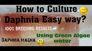 Daphnia MagnaHow to Culture Daphnia Easy wayCulturing Daphnia using Green water Daphnia [upl. by Lihcox570]