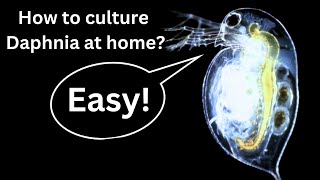 BEST Live Fish Food Beginner guide How to Culture Daphnia at home [upl. by Siulesoj]