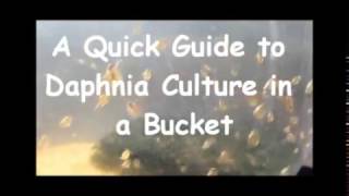 How to culture daphnia outside [upl. by Linad614]