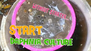 How to culture daphnia moina the easy way 1  Starting the Daphnia culture [upl. by Iloj]