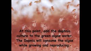 Daphnia  How to grow daphnia in your home [upl. by Ynohtnakram]