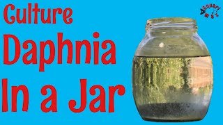 How to Culture Daphnia in a Jar [upl. by Nomae170]