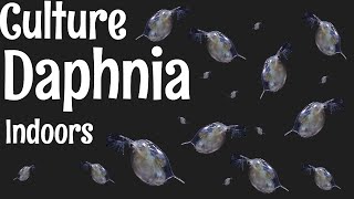 How to Culture Daphnia [upl. by Tena476]