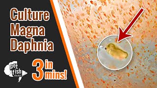 How to culture DAPHNIA MAGNA  The easy way [upl. by Ayenet]