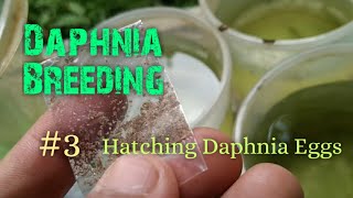 Daphnia Culture made simple and easy 3  Hatching Daphnia eggs [upl. by Thorlie]