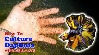 How to Culture Daphnia with ZERO Cost  Unlimited Live Food For Our Fish [upl. by Kolivas276]