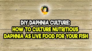 DIY Daphnia Culture How to Culture Nutritious Daphnia as Live Food for Your Fish [upl. by Hsevahb]