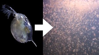 How I Culture Daphnia [upl. by Bartko]