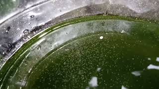 DAPHNIA MOINA CULTURE IN A SMALL BUCKET [upl. by Llieno]