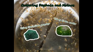 How To Culture Daphnia and Moinas using Green Water Spirulina powder [upl. by Yatnohs]