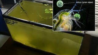 Raising Daphnia for the Freshwater Aquarium [upl. by Nylzzaj]