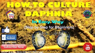 HOW TO CULTURE DAPHNIA In Easy Way [upl. by Garges]